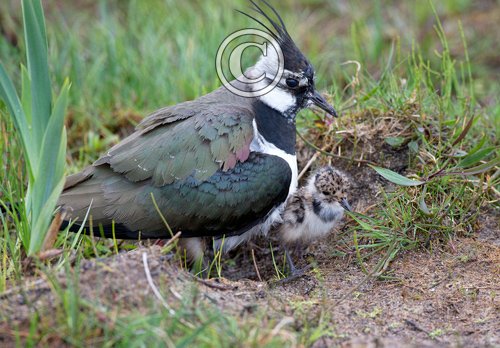   Lapwing and Chick  DM1680